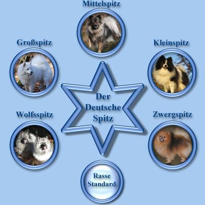 Deutscher-Spitz-Varietaten-Bild.jpg