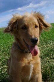 Hunde 016.jpg
