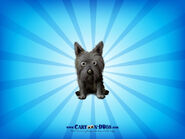 schwarzer Cairn Terrier