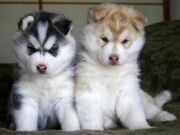 Husky Welpen.jpg