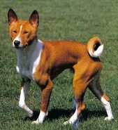 Basenji hill