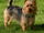 Australian Terrier