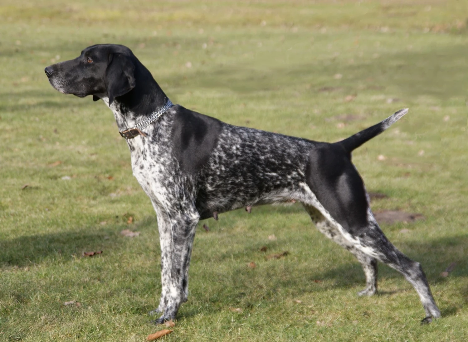 Schwarz weißer Deutsch Kurzhaar Mischling