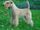 Lakeland Terrier