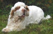 Clumber-spaniel-dog-on-the-grass-photo