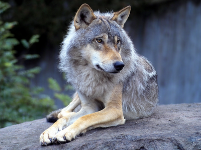Wolf-Wallpaper-Relaxing.png