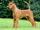 Irish Terrier