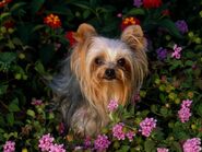 The-beautiful-Yorkie-yorkshire-terriers-13725156-1600-1200