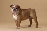 English Bulldog