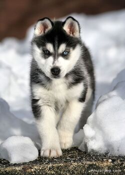 Siberian-Husky-Puppy-9.jpg