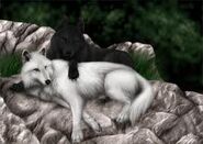 Schwarzer und weißer Wolf