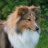 Shetland sheepdog