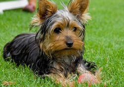 Yorkshire Terrier Jackys Hunde Wiki Fandom