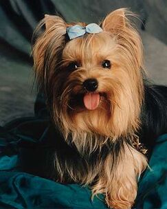 Yorkie3