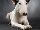 English Bull Terrier