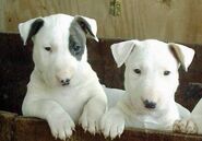 1351186071 english bull terrier puppies