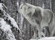 WhiteWolf