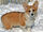 Welsh Corgi Pembroke