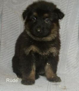 Altdeutsche-schaeferhund-welpen-34240.jpg