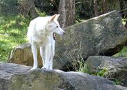 1024px-Rare shot of white dingo