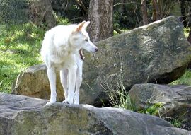 1024px-Rare shot of white dingo.jpg