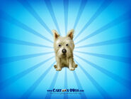 cremefarbener Cairn Terrier