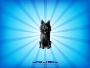 Schipperke