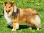 Shetlandsheepdog2