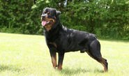 Rottweiler 1