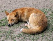 Dingo Australia Zoo QLD