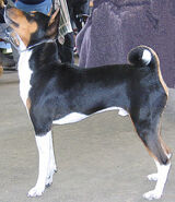 Basenji h02