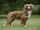 Nova Scotia Duck Tolling Retriever