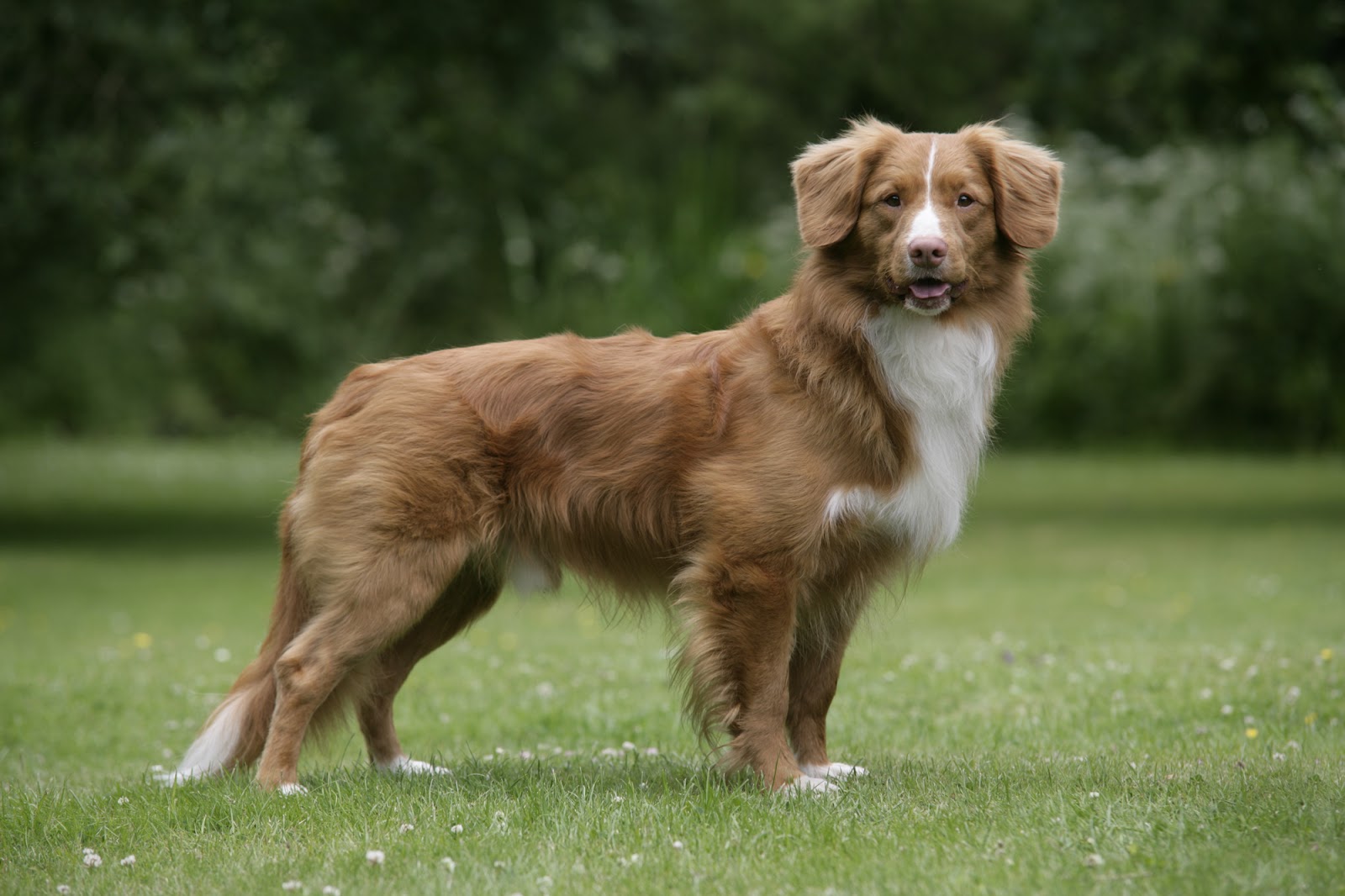 Scotia Tolling Retriever | Hunde Wiki Fandom
