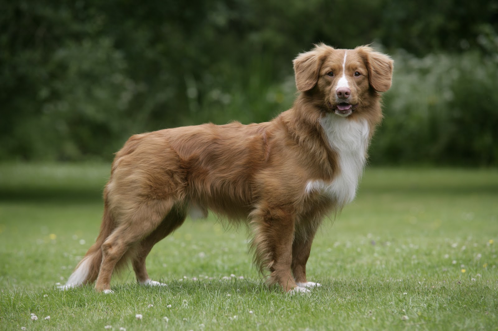 Nova Scotia Duck Tolling Retriever Jackys Hunde Wiki Fandom