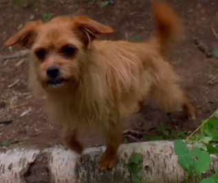 Dude the Dog