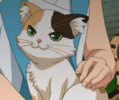 Calico Catzoom