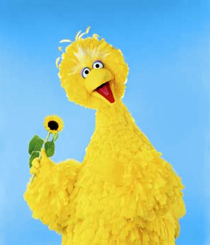 Big-bird-NEW