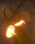 Nieznany smok 29.png