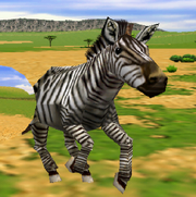 Grant's zebra