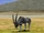 Beisa Oryx