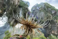 Goblinski ost pandora the world of avatar