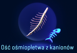 Ość ośmiopłetwa z kanionów