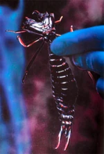 Arachnoidinhand