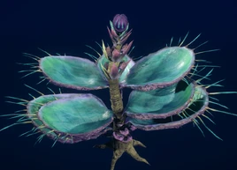 Cierniooko z kanionów