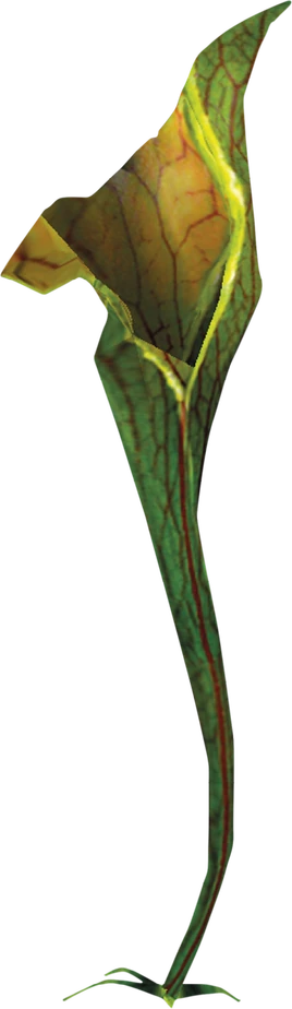 Dzbanecznik lisciasty