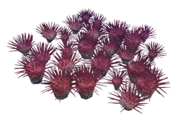 Кровавый ежовик