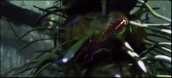 Arachnoid na 