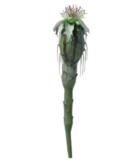 Ostropąk