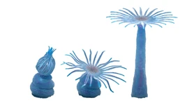 Daisy Anemone ukwiał