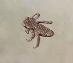 Рисунок жука